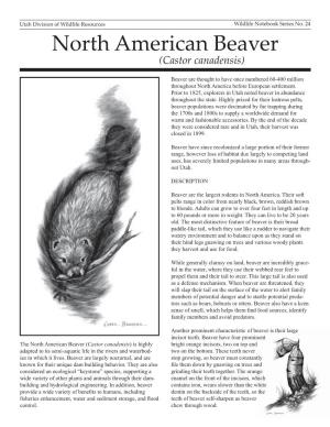 North American Beaver (Castor Canadensis)