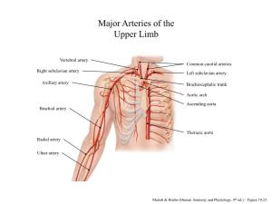 Major Arteries of the Upper Limb