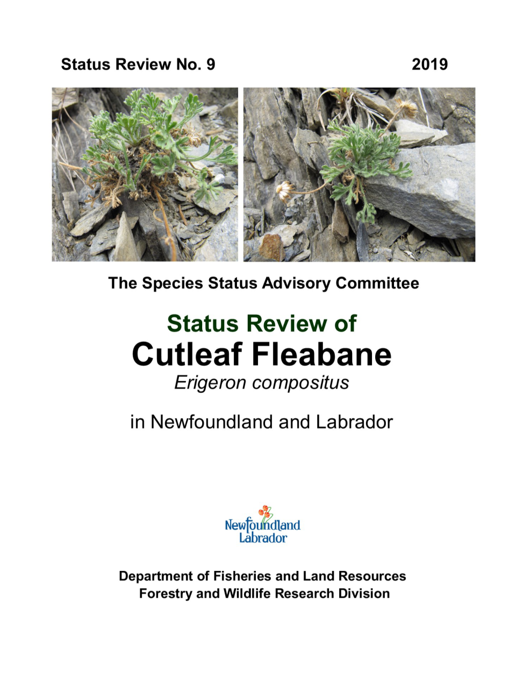 9 Cutleaf-Fleabane-SSAC-Status