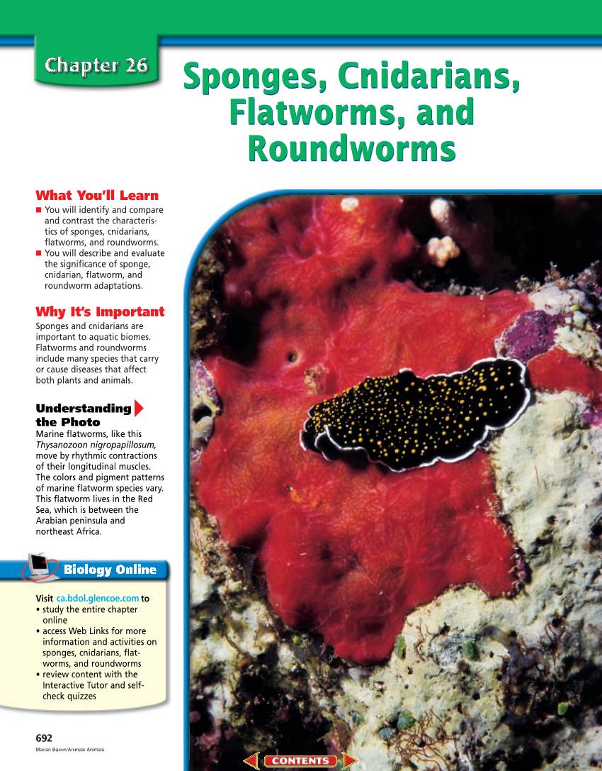 Sponges, Cnidarians, Flatworms, and Roundworms