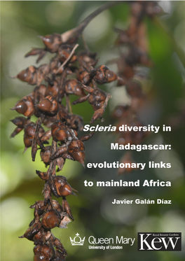 Scleria Diversity in Madagascar: Evolutionary Links to Mainland Africa