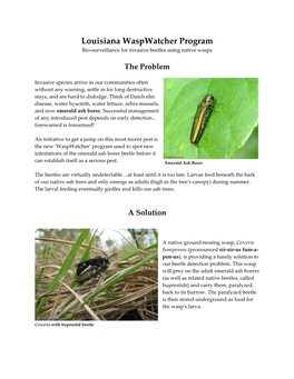 Waspwatcher Program Bio-Surveillance for Invasive Beetles Using Native Wasps