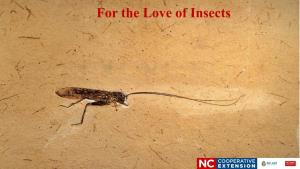 For the Love of Insects