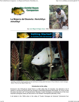 The Cichlid Room Companion - La Mojarra Del Desierto: Herichthys Mi