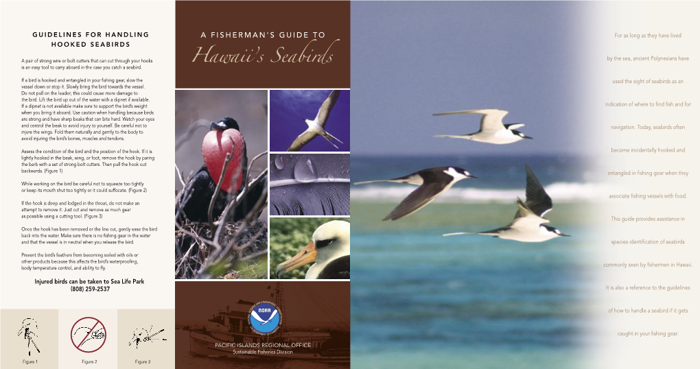Hawaii's Seabirds