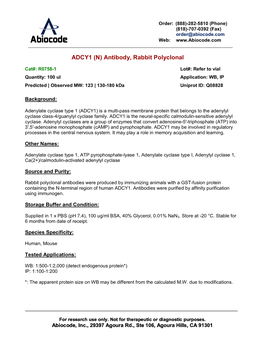 ADCY1 (N) Antibody, Rabbit Polyclonal