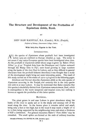 The Structure and Development of the Prothallus of Equisetum Debile, Roxb