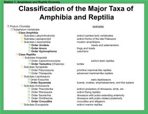 Classification of the Major Taxa of Amphibia and Reptilia
