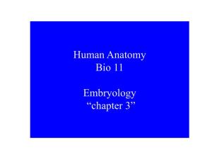 Human Anatomy Bio 11 Embryology “Chapter 3”