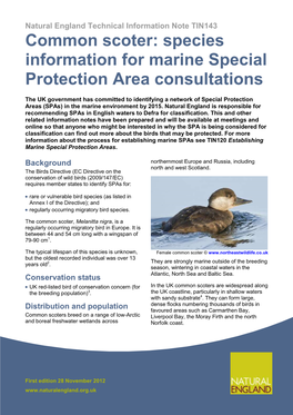 Common Scoter: Species Information for Marine Special Protection Area Consultations