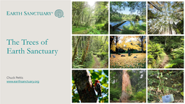 The Trees of Earth Sanctuary