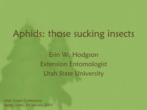 Aphids: Those Sucking Insects