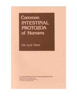 Common Intestinal Protozoa of Humans