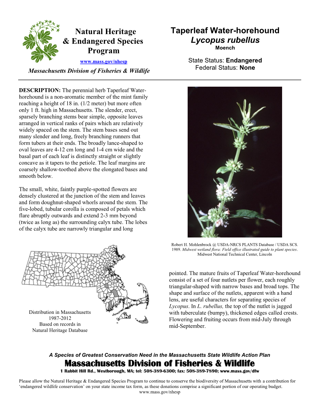 Taperleaf Water-Horehound, Lycopus Rubellus