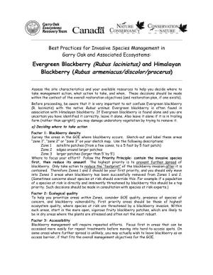 Blackberry (Rubus Armeniacus/Discolor/Procerus)