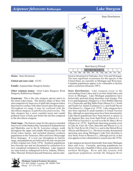 Acipenser Fulvescens Rafinesque Lake Sturgeon