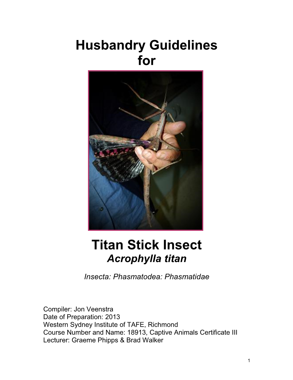 Titan Stick Insect Acrophylla Titan