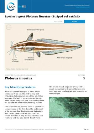 Species Report Plotosus Lineatus (Striped Eel Catfish)