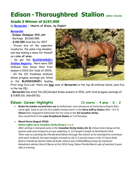 Edison-Thoroughbred Stallion
