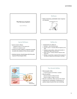 The Nervous System Reflexes Spinal Reflexes Reflex Arc the Stretch