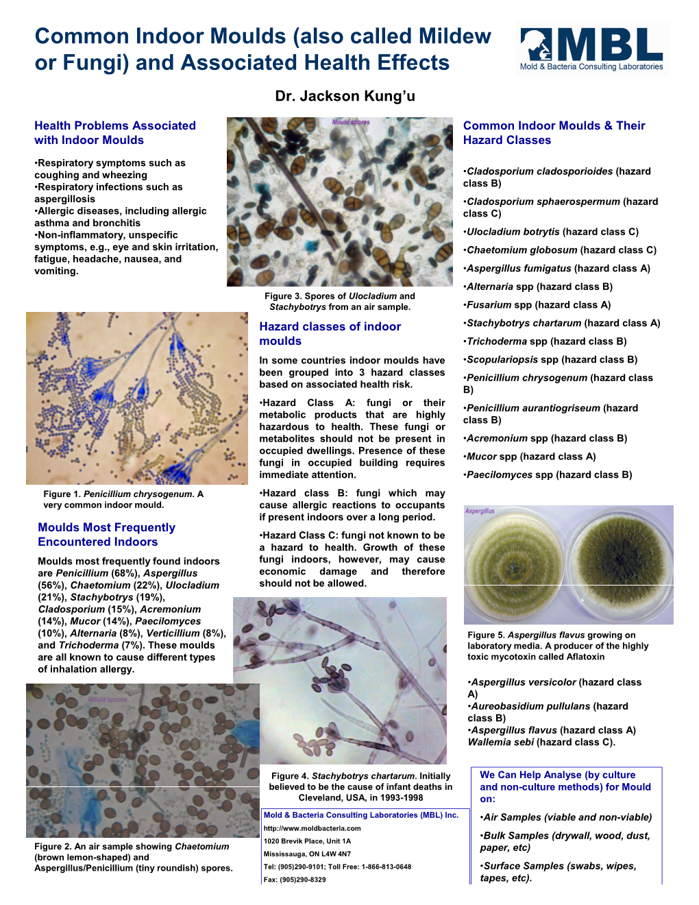 Common Indoor Moulds (Also Called Mildew Or Fungi) and Associated Health Effects Key Image 3