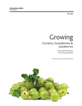 BUL 855 Growing Currants, Gooseberries and Jostaberries