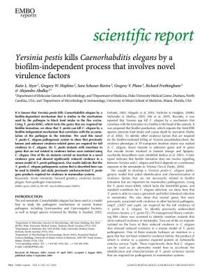 Yersinia Pestis Kills Caenorhabditis Elegans by a Biofilm-Independent Process That Involves Novel Virulence Factors Katie L