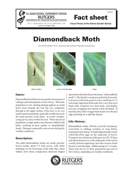 Diamondback Moth