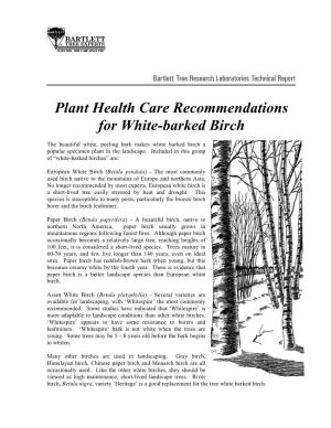 Plant Health Care Recommendations for White-Barked Birch