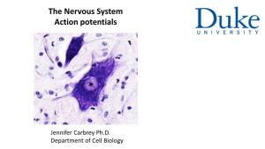 The Nervous System Action Potentials