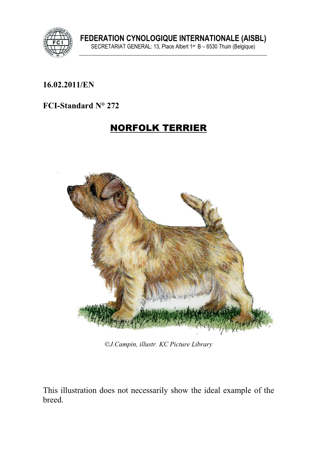 Norfolk Terrier