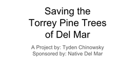 Saving the Torrey Pine Trees of Del