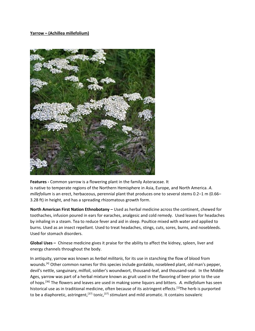 Yarrow – (Achillea Millefolium)