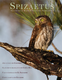 Spizaetus Neotropical Raptor Network Newsletter