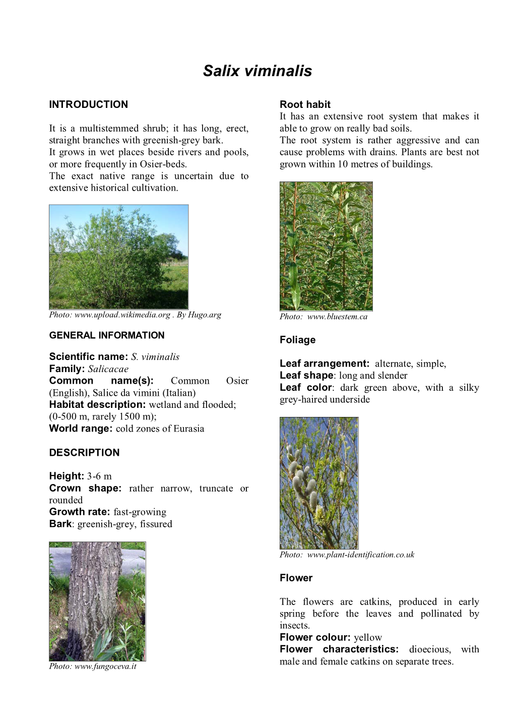 Salix Viminalis