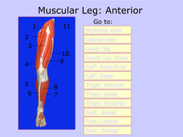 Muscular Leg: Anterior