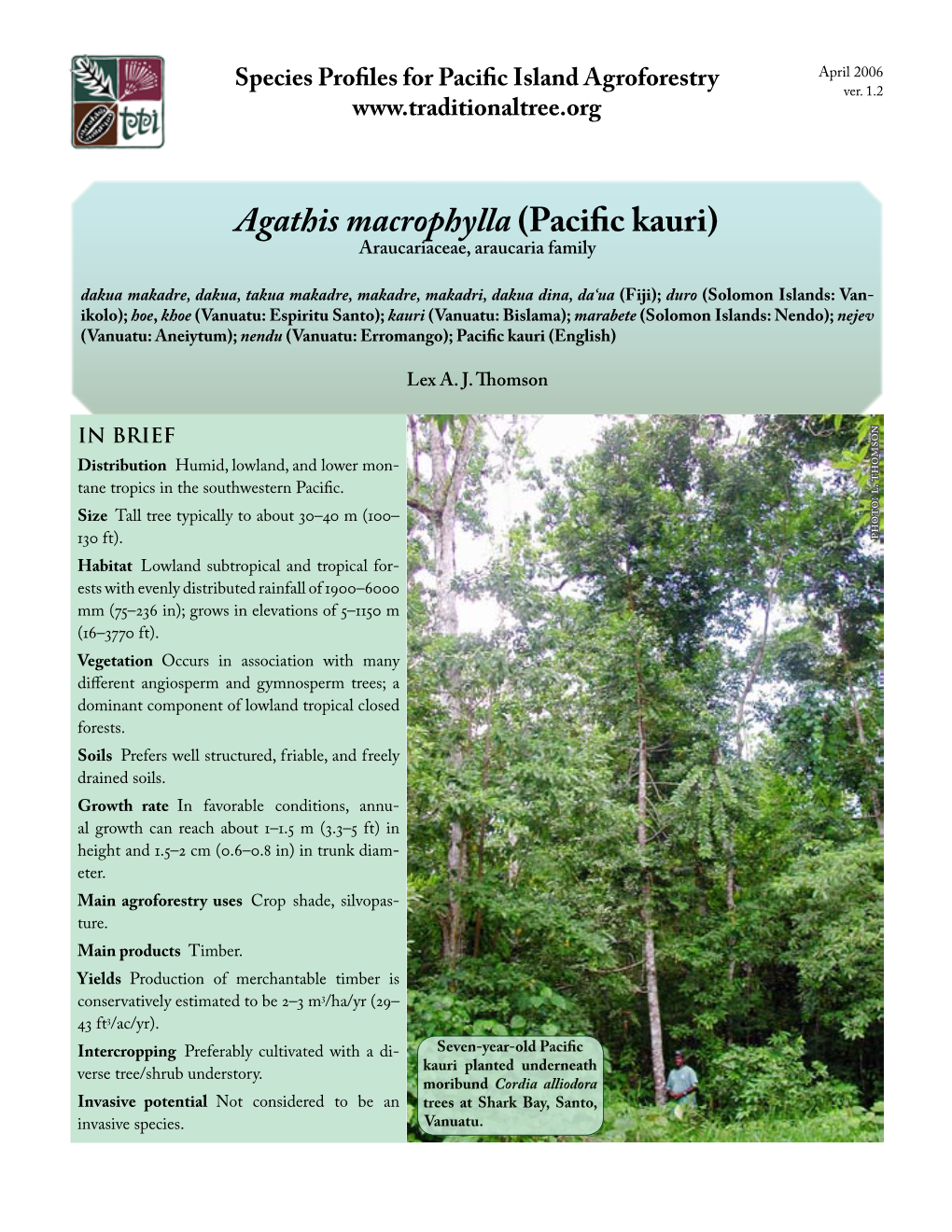 Agathis Macrophylla (Pacific Kauri)