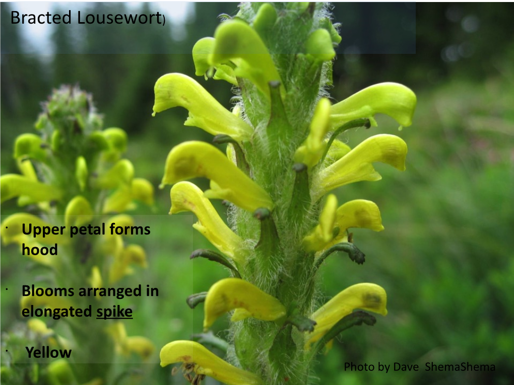 Bracted Lousewort)