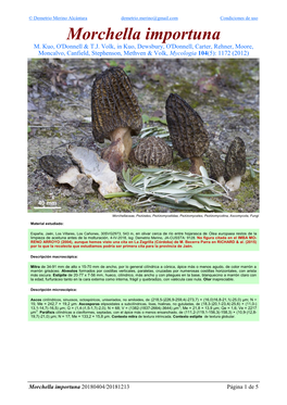 Morchella Importuna