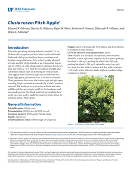 Clusia Rosea: Pitch Apple1 Edward F