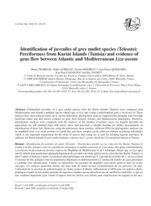 Identification of Juveniles of Grey Mullet Species (Teleostei