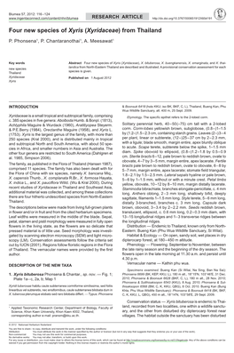 Four New Species of &lt;I&gt;Xyris&lt;/I&gt; (&lt;I&gt;Xyridaceae