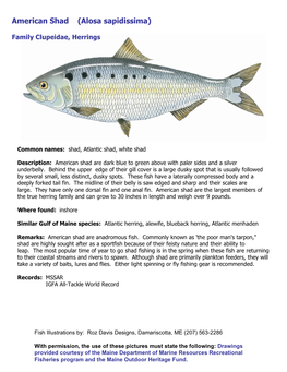 American Shad (Alosa Sapidissima)