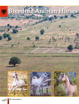 Breeding Arabian Horses in Albania by MONIKA SAVIER Graphic Design: Mario Brunetti