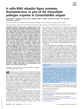 A Cullin-RING Ubiquitin Ligase Promotes Thermotolerance As Part of the Intracellular Pathogen Response in Caenorhabditis Elegans