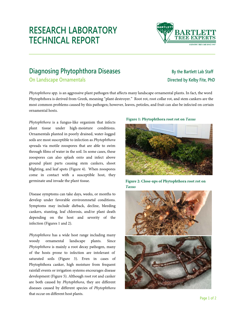 Diagnosing Phytophthora on Landscape Ornamentals