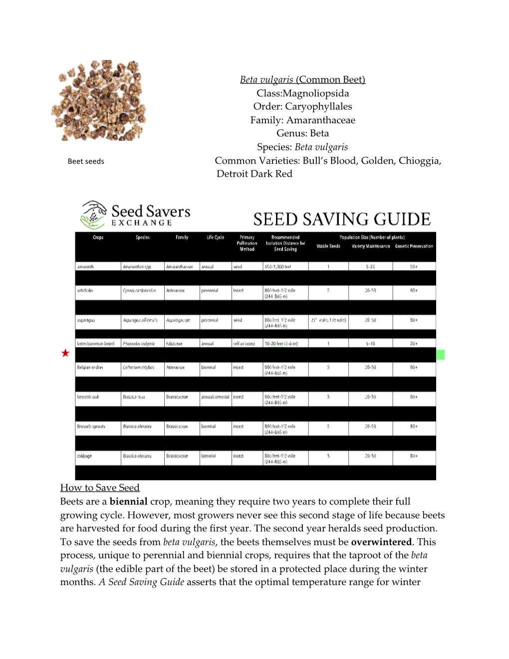 Beta Vulgaris ​(Common Beet) Class:Magnoliopsida Order