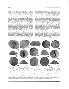 (1943: 724, Pi. 71, Fig. 16) Illustration of Calyptraea (Deeper Into the Aperture) on the Right/Posterior
