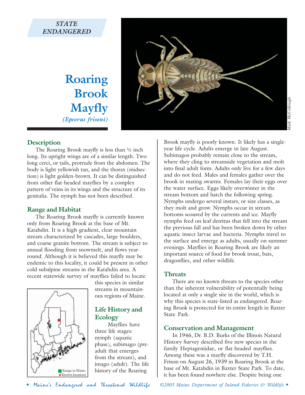 Roaring Brook Mayfly (Epeorus Frisoni) Mark Mccollough