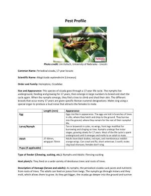 Periodical Cicada, 17-Year Locusts